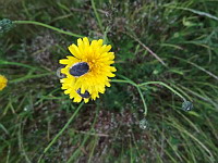 Dark Flower Scarab (ph. Mrugala F., Chiroubles, juin 2021)(1), 